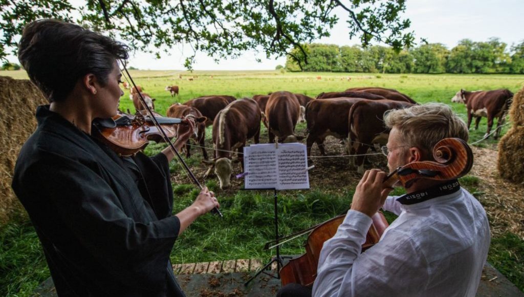due violinisti, uomo e donna intenti a suonare con spartito musicale davanti a se a diverse mucche in un campo verde